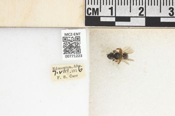 Media type: image;   Entomology 771223 Aspect: Labels